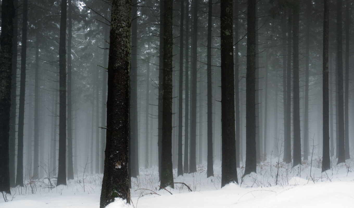 природа, девушка, дерево, иней, снег, winter, лес, холод, ствол, снегопад