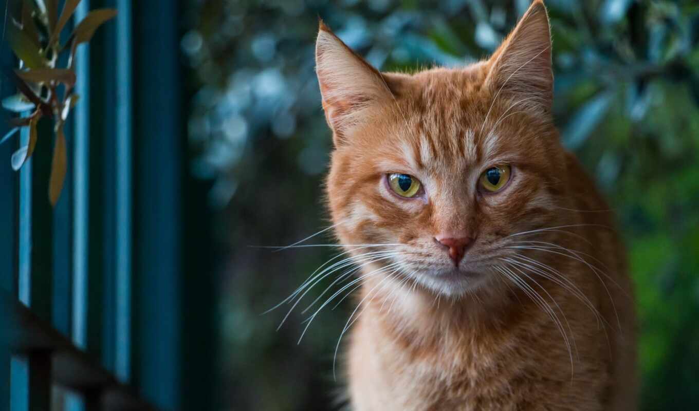 cat, ginger