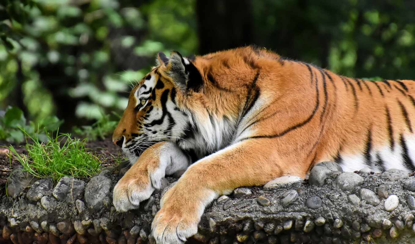 photo, cat, big, tiger, animal, paw, tigre, royalty, harimau, pixabay