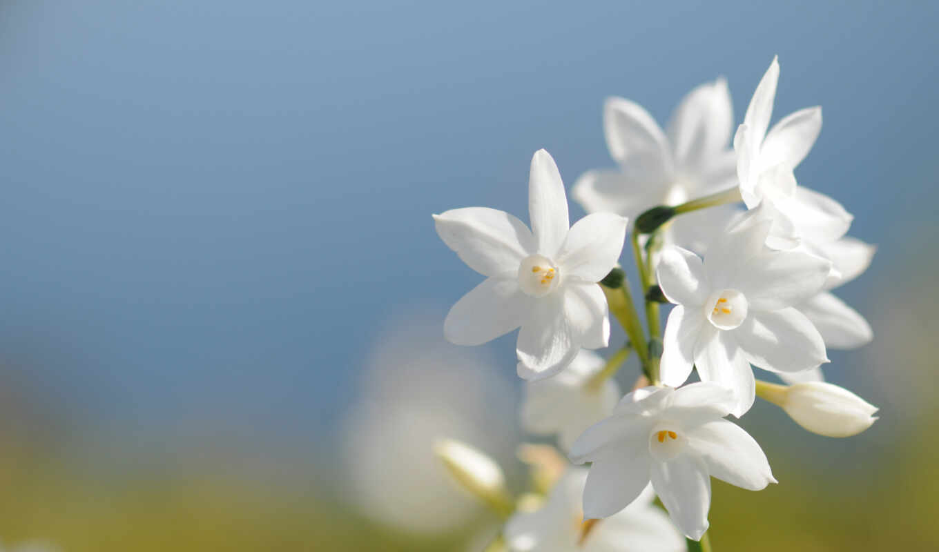 flowers, white, petal, plant, jasmine, daffodil