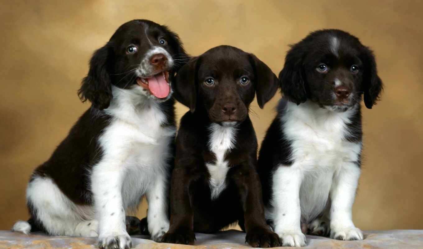 обои, обоев, подборка, крас, щенок, собаки, beagle