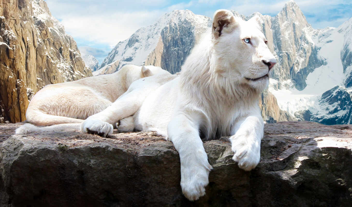 white, white, lion, lions, levi, zhivotnye, beaten