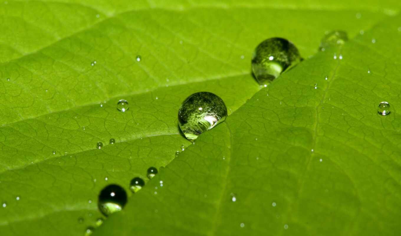 drops, rain, green, foliage, dew