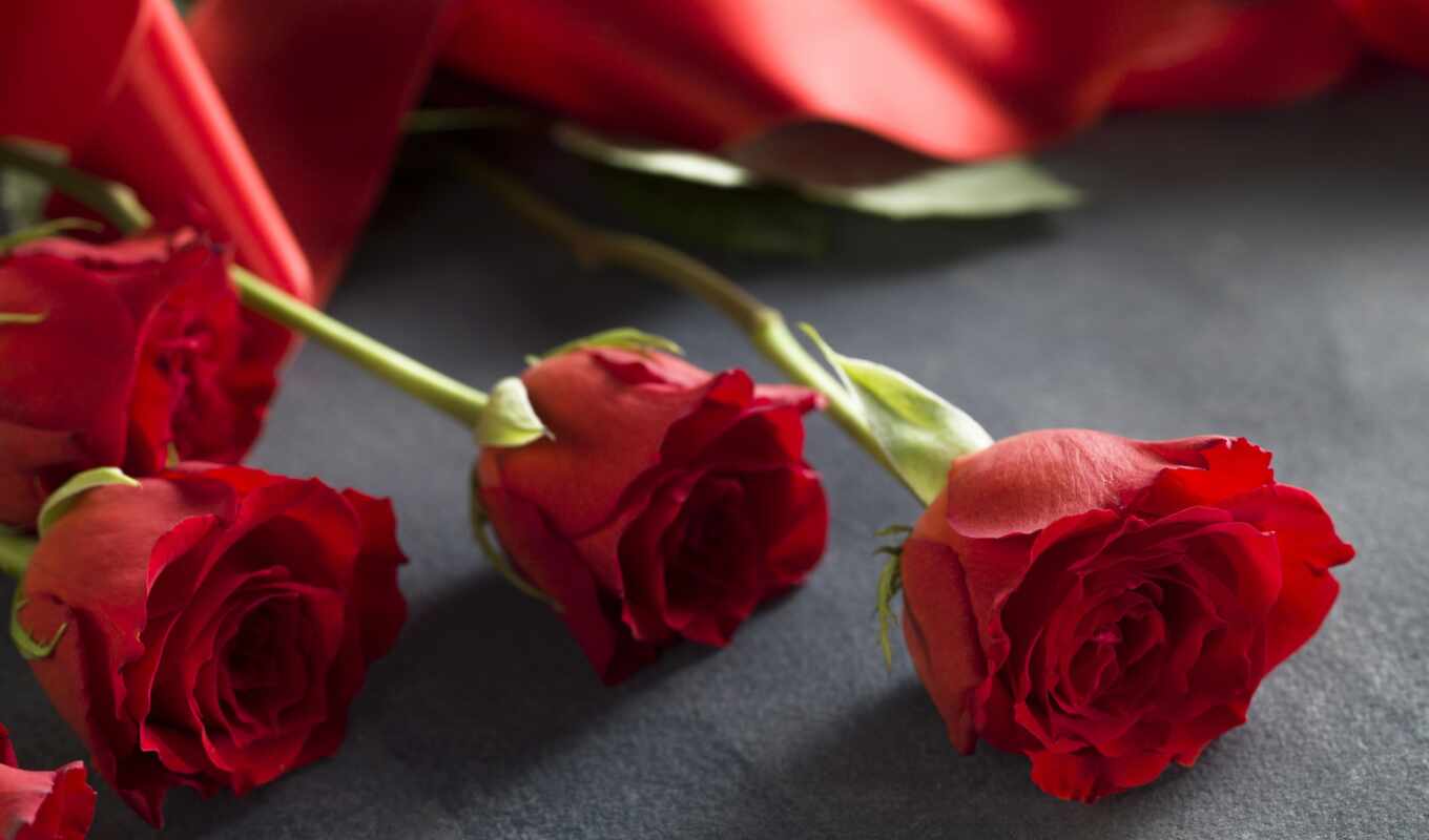 love, red, розы, день, valentine, romantic, roses, праздники