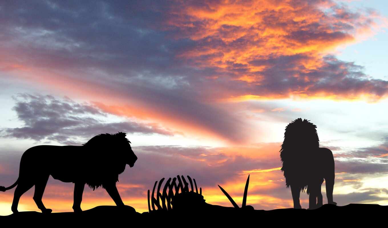 background, a laptop, lion, sunset, fresh, animal, mane, a shadow, Africa, ready, permission