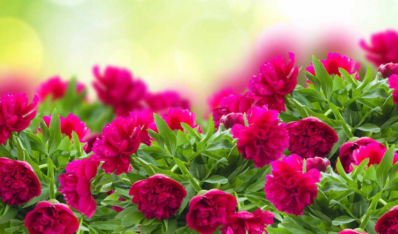 цветы, пион, красивый, розовый, природа, free, яркий, красное, cvety, утро, картинка