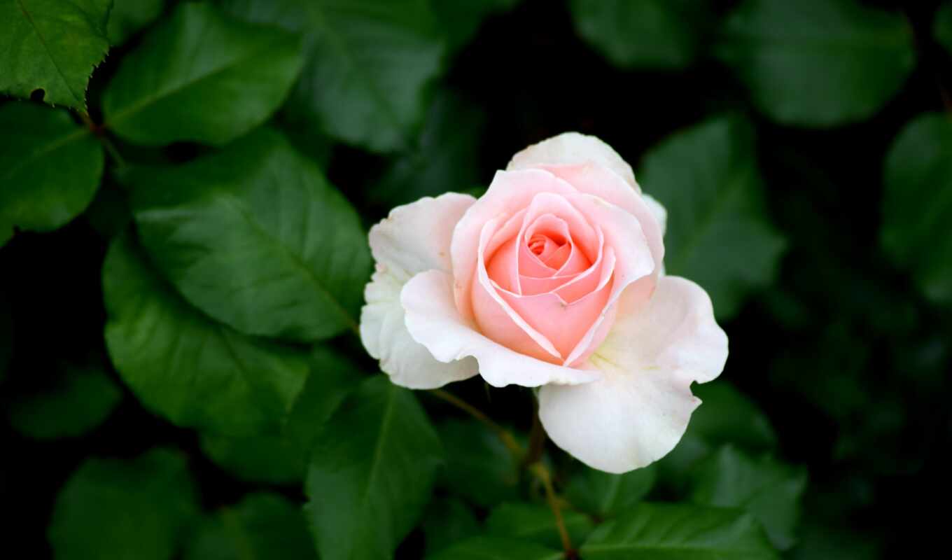 цветы, роза, san, розовый, взлёт, bush, seguir, благородные, rosebud