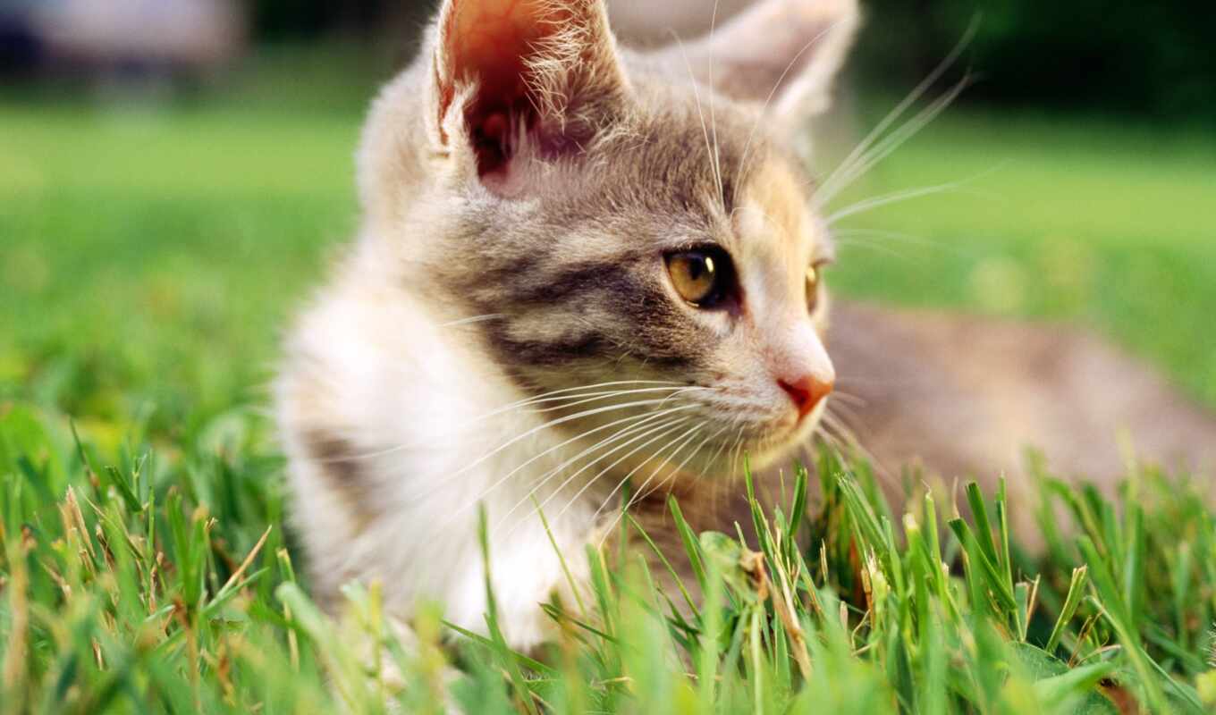 трава, кот, котенок