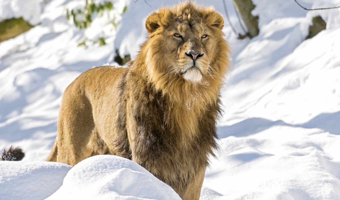 lion, snow, winter, cat, left, predator, animal, male, indian, rare, asia
