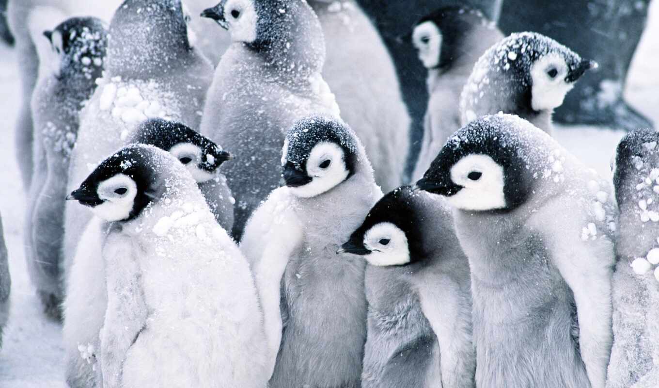 snow, bird, animal, baby, penguin