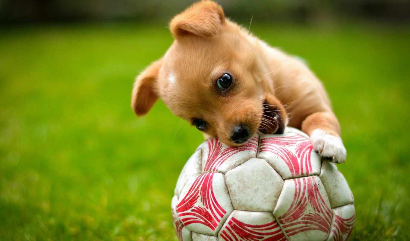 play, cute, собака, щенок, animal, мяч, soccer