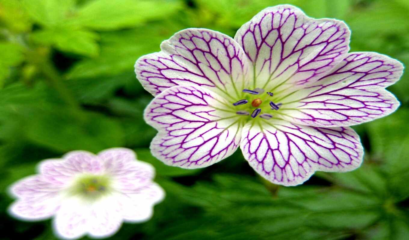 flowers, gift, plant, crane, as, bill, rigid, geranium, plant