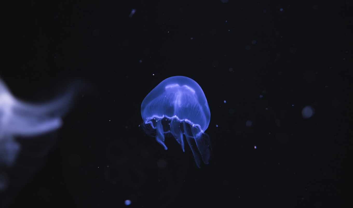 black, blue, animal, marine, jellyfish, underwater, invertebrate