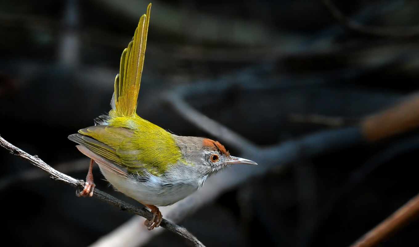 bird, dark, neck, sastre, portable