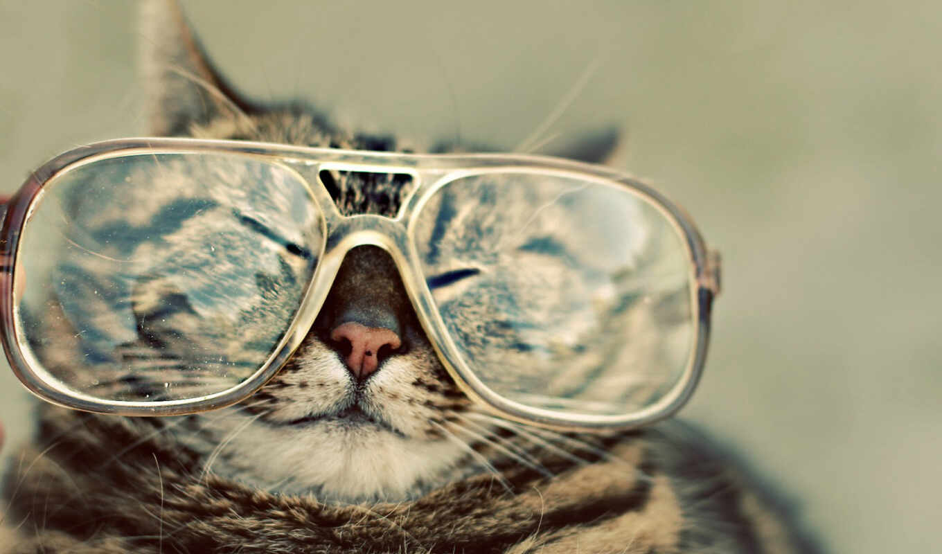 изображение, кот, kot, hipster, очки