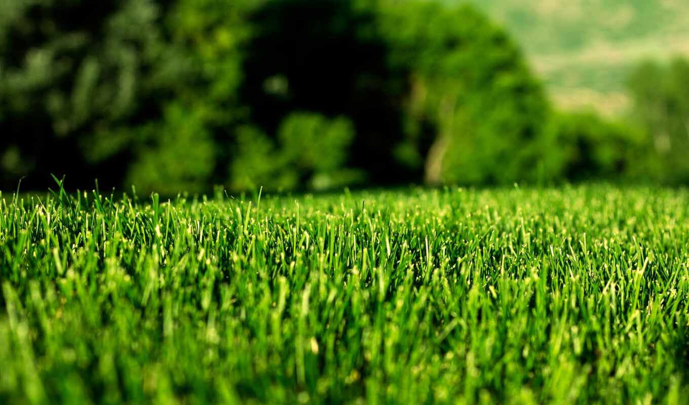 at home, grass, land, lawn, land, multhylmachine, tráva, dodá, okrasná