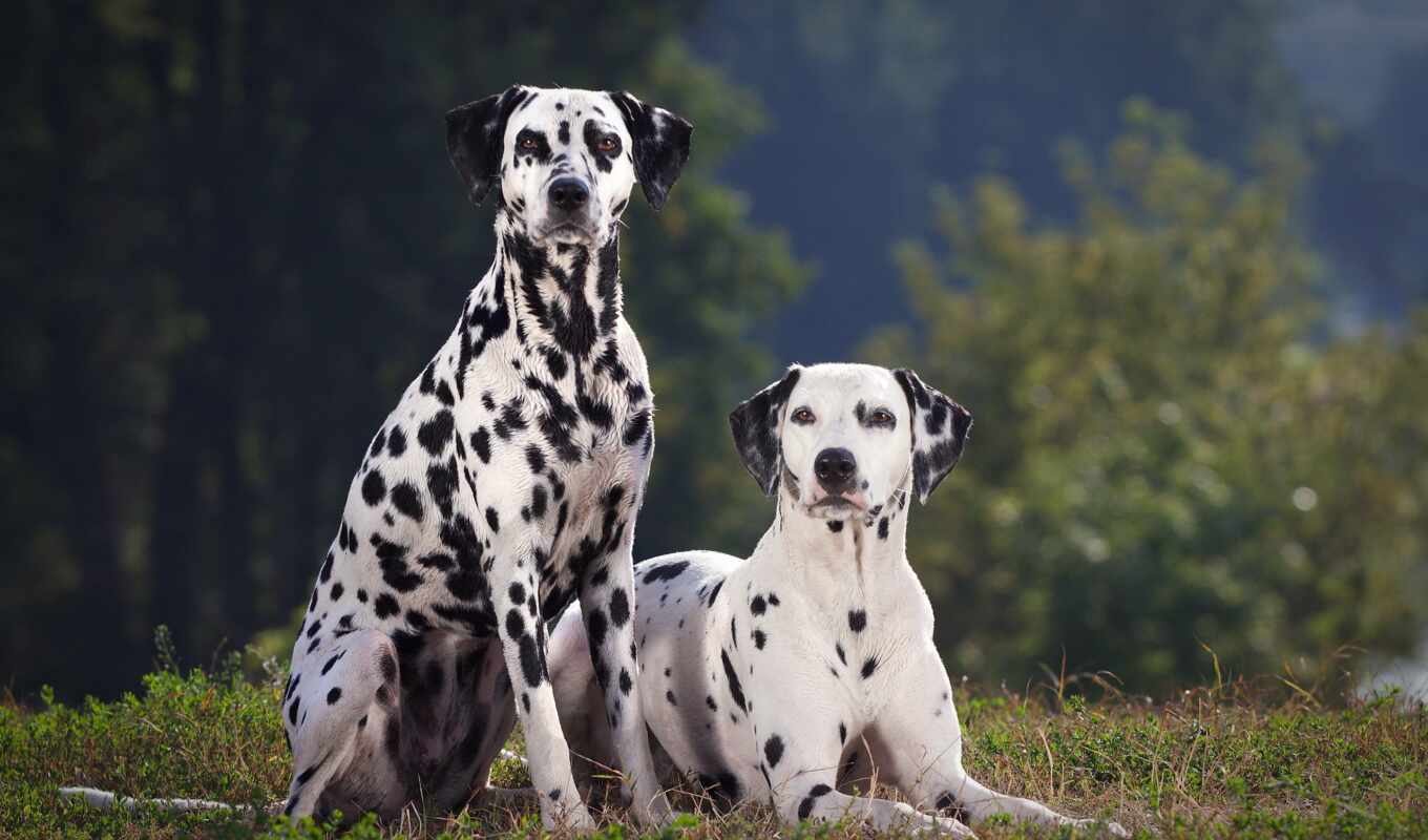 dog, dogs, breed, dogs, personality, dalmatian, youtube, the dog, nature, dalmatian