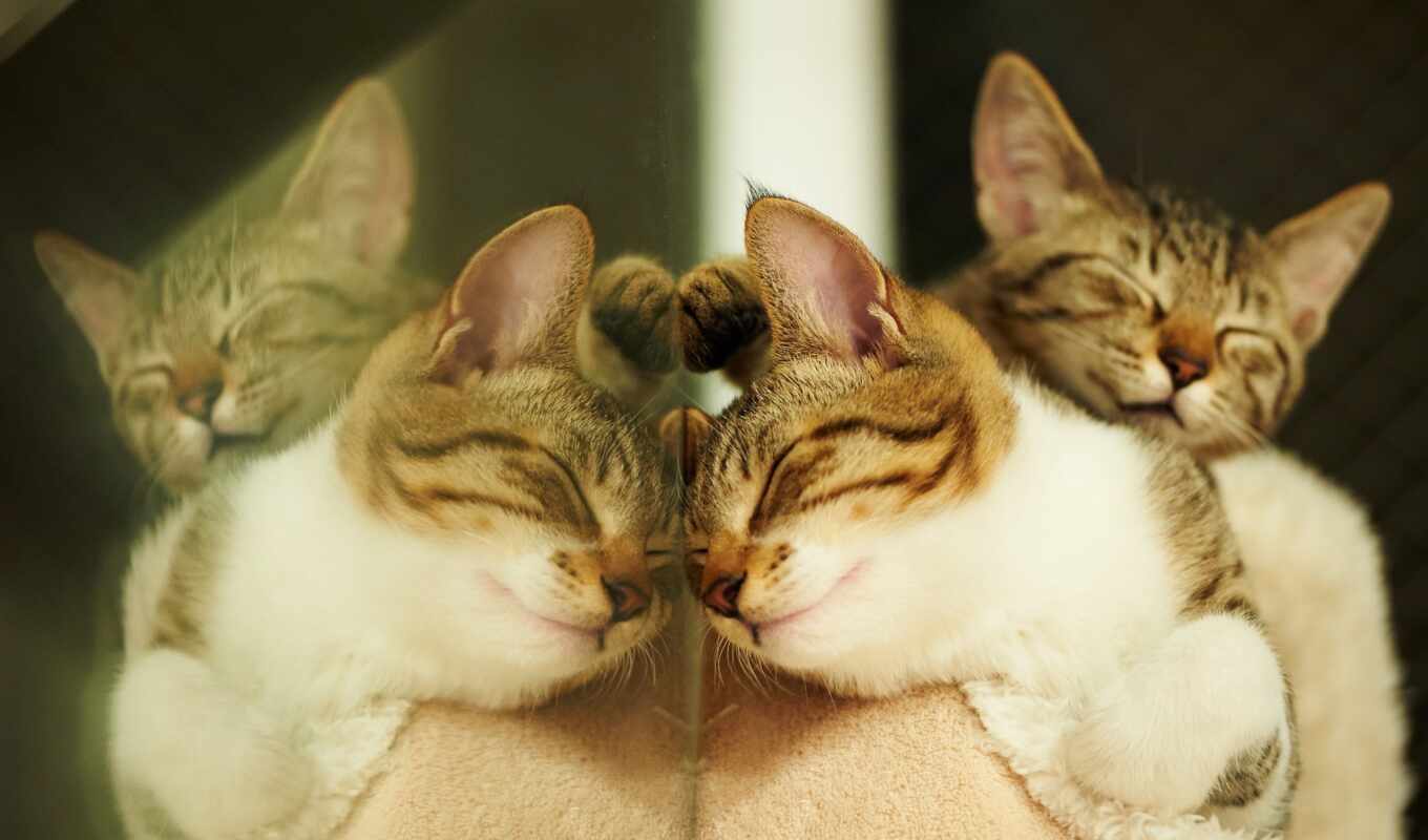 зеркало, кот, cute, кошки, коты, animal, отражение, зеркале, cuddly