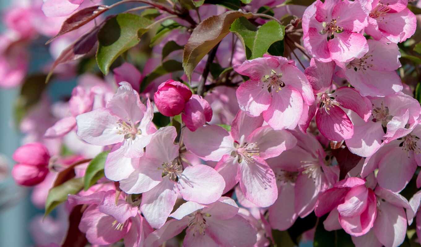 free, tree, petals, cherry, pink, spring, blossom, ekranda, prunus, endirtam, kilus