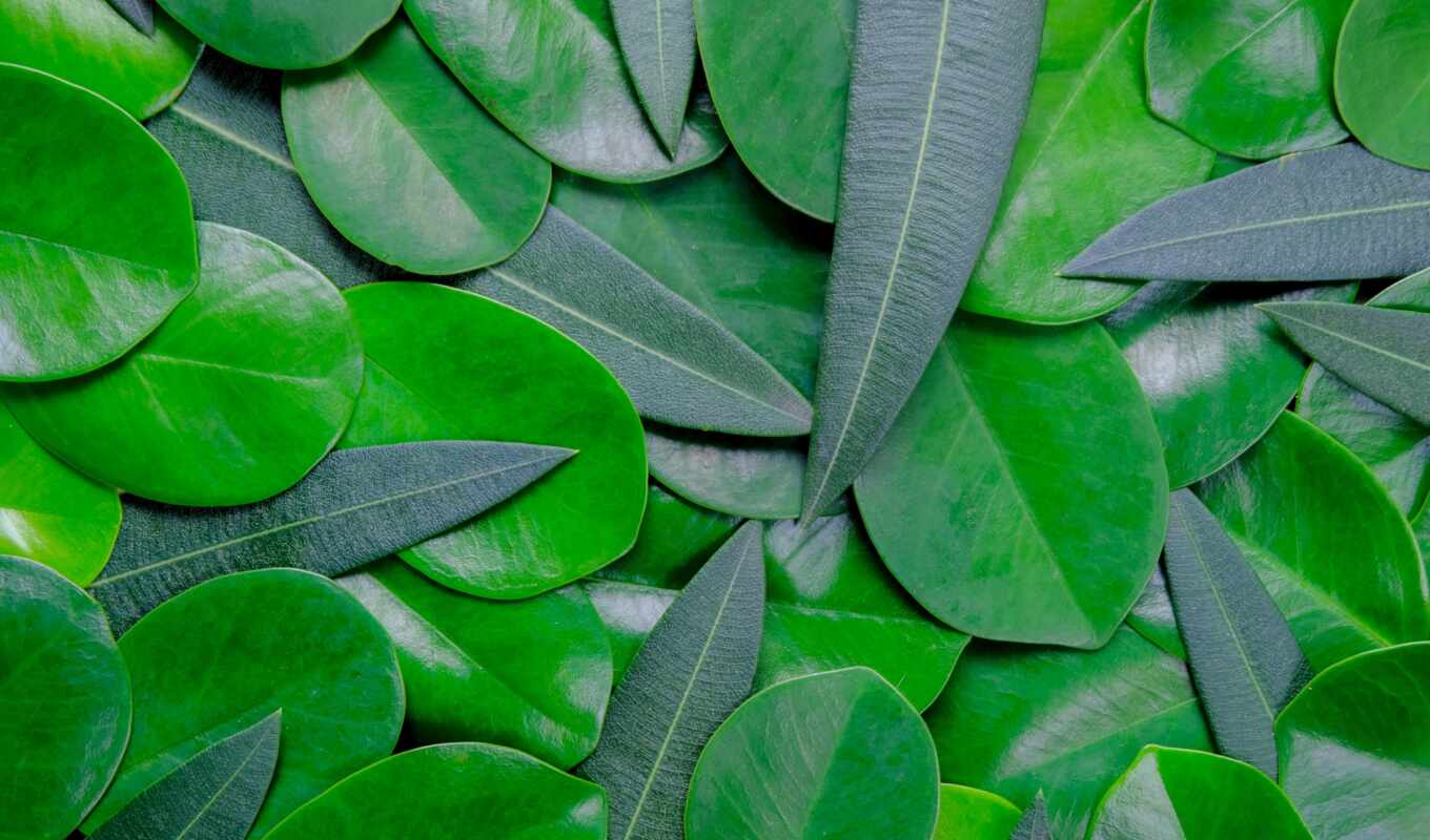 mobile, green, leaf