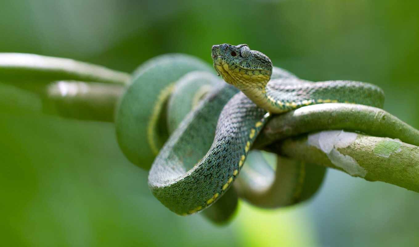 snake, funart
