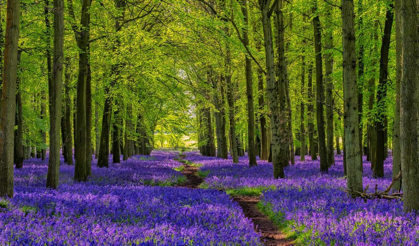 nature, flowers, tree, path, bluebell, fore