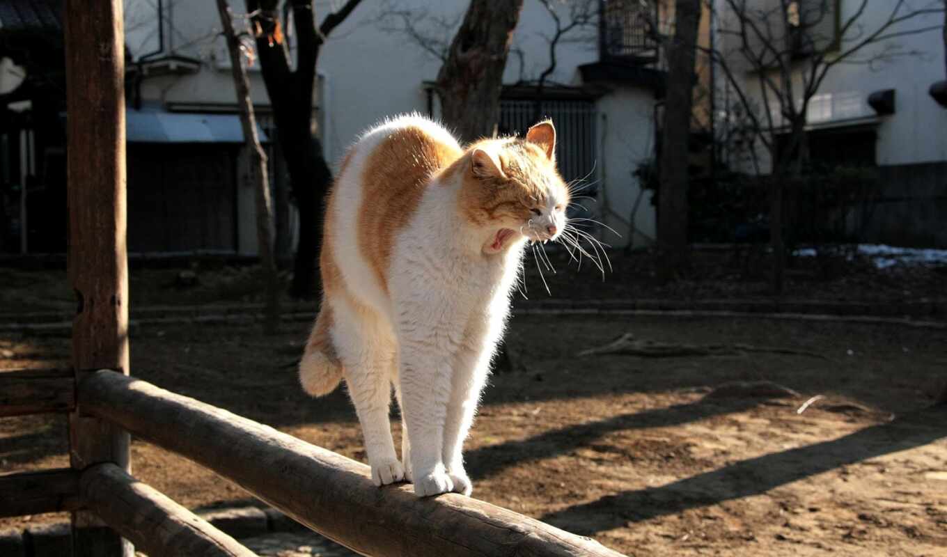 кот, храм, собака, animal, life, растянувшийся, rare, leisure, зевок, snapshoot