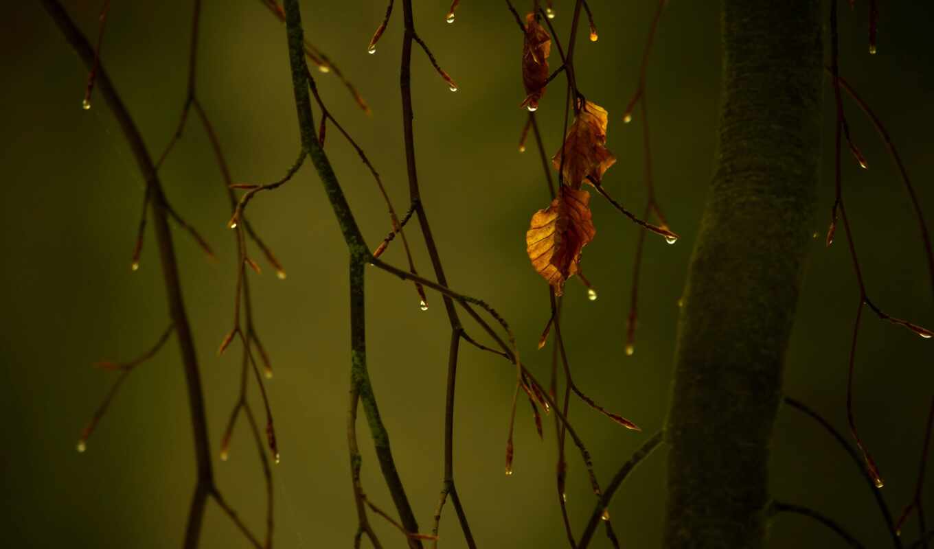 drop, different, осенних, листьев