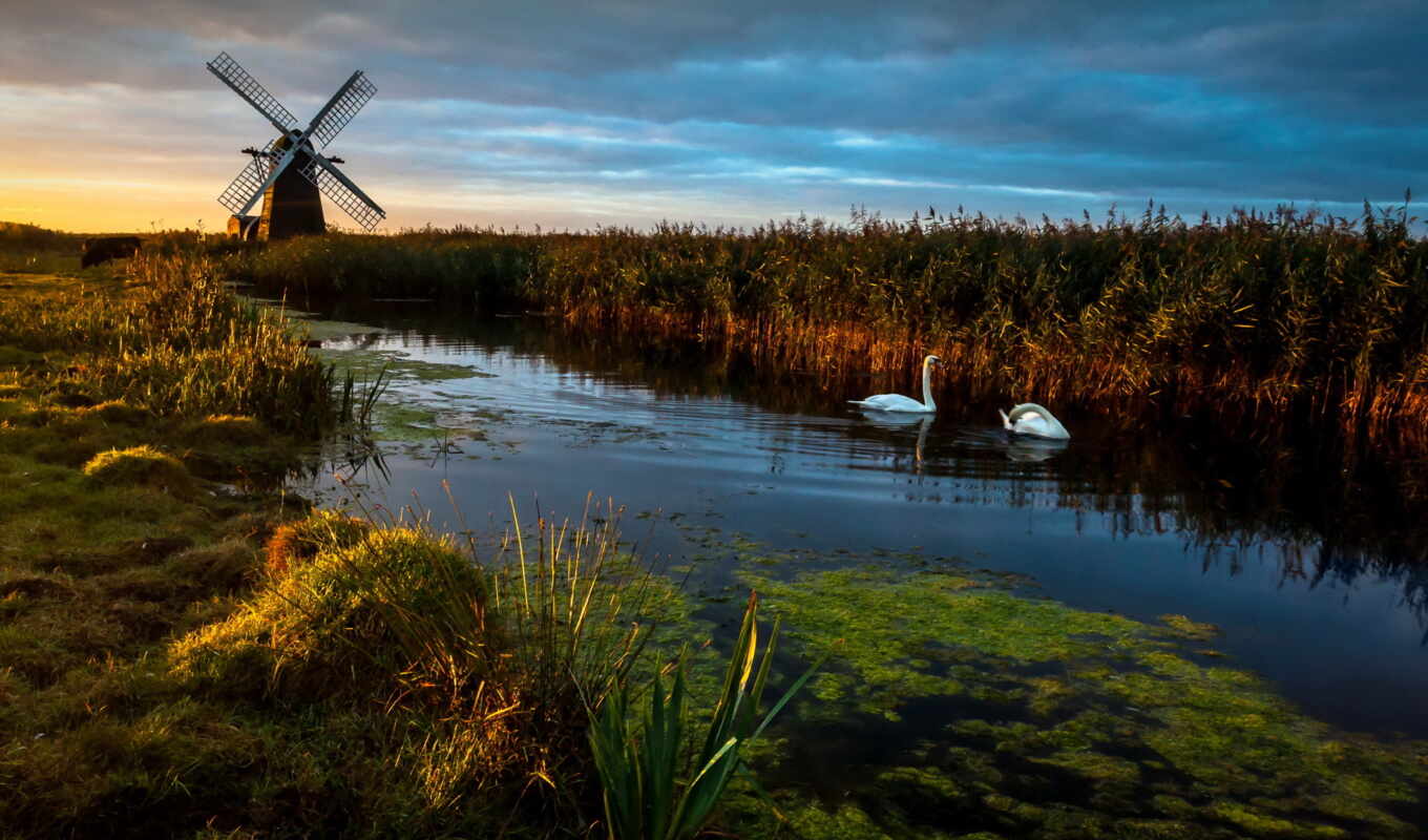 forest, landscape, England, bird, birds, swans, river, mill, reeds