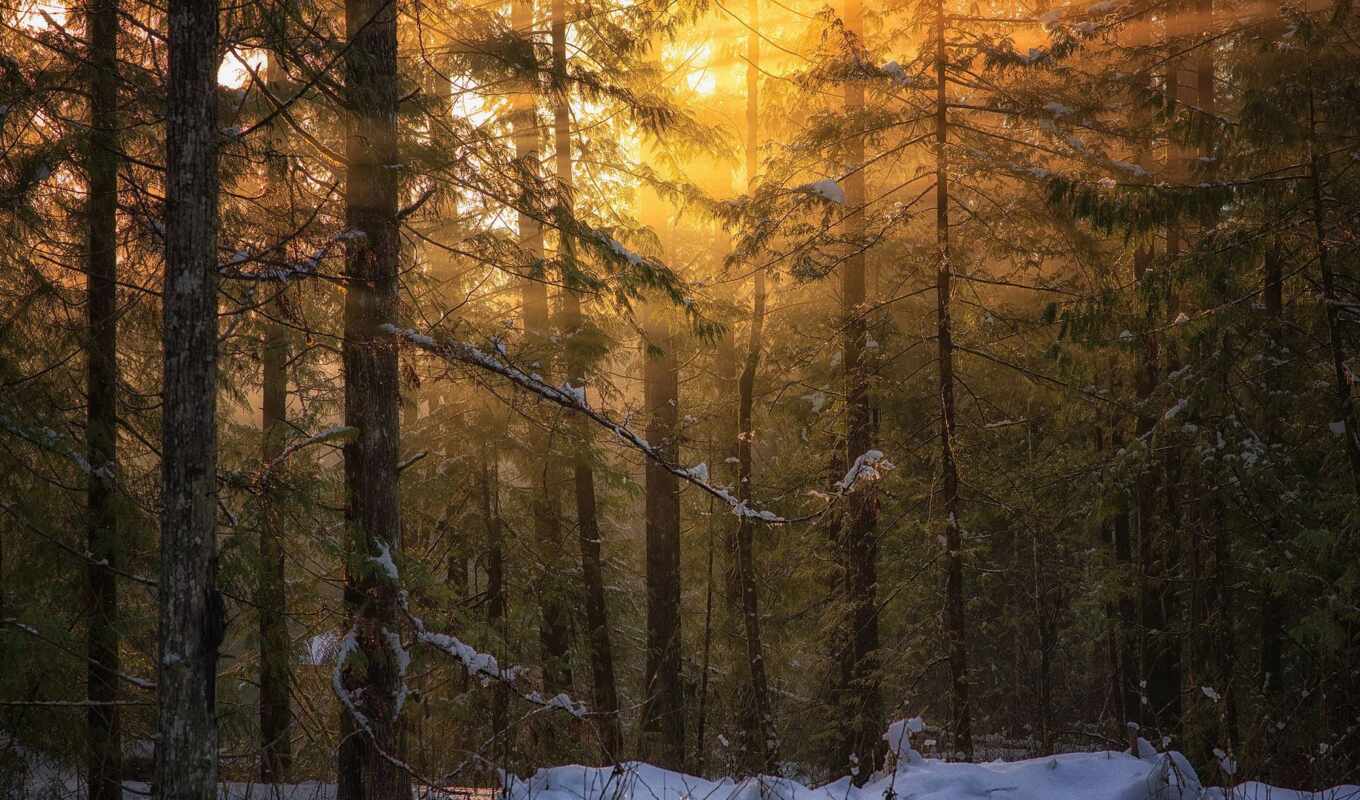 nature, light, winter, forest, island, Vancouver, british, Colombia