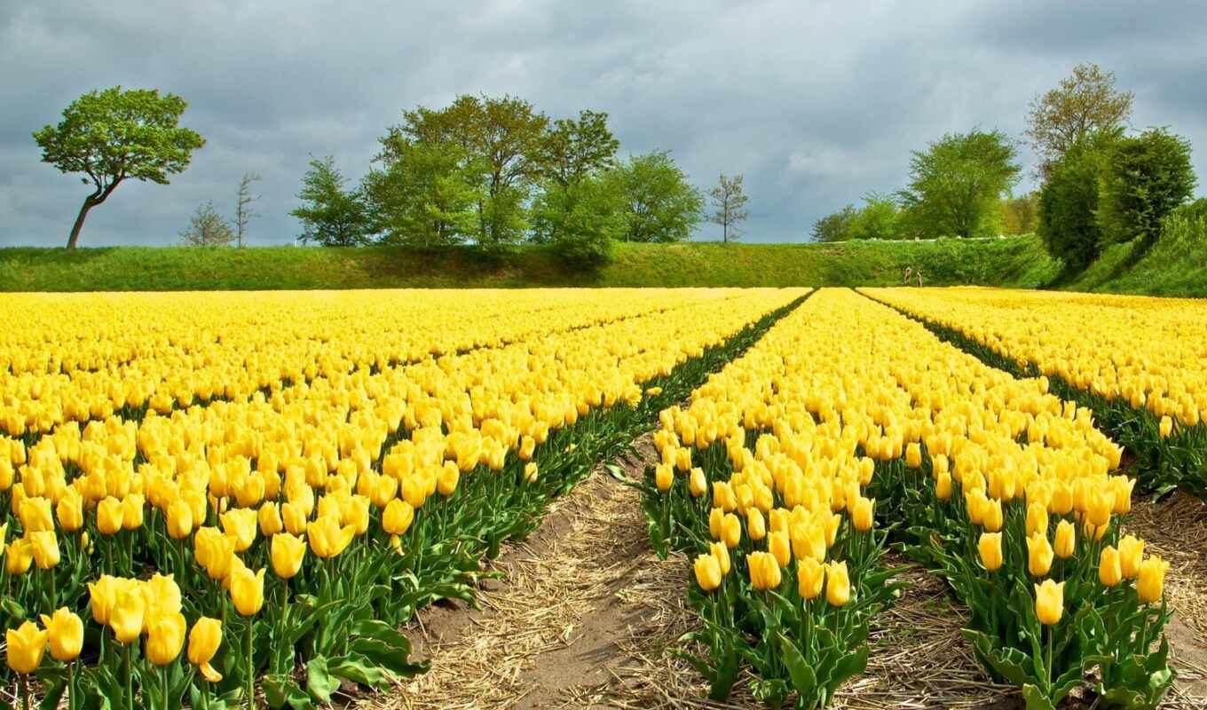 flowers, pictures, field, pin, yellow, tulips, tulips