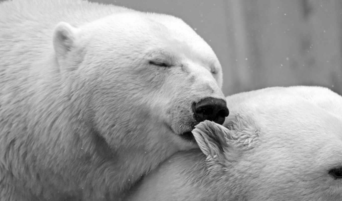 love, white, медведь, февраль, arctic, проект, polar, эксперт, владелец, мишка, медвежий