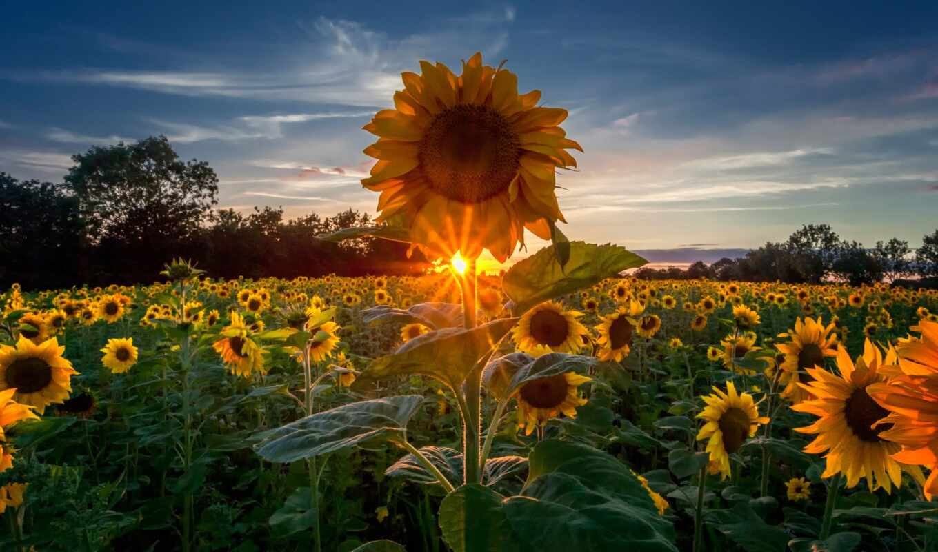 nature, photo, flowers, background, sun, sunset, field, sunflower, beautiful, weed