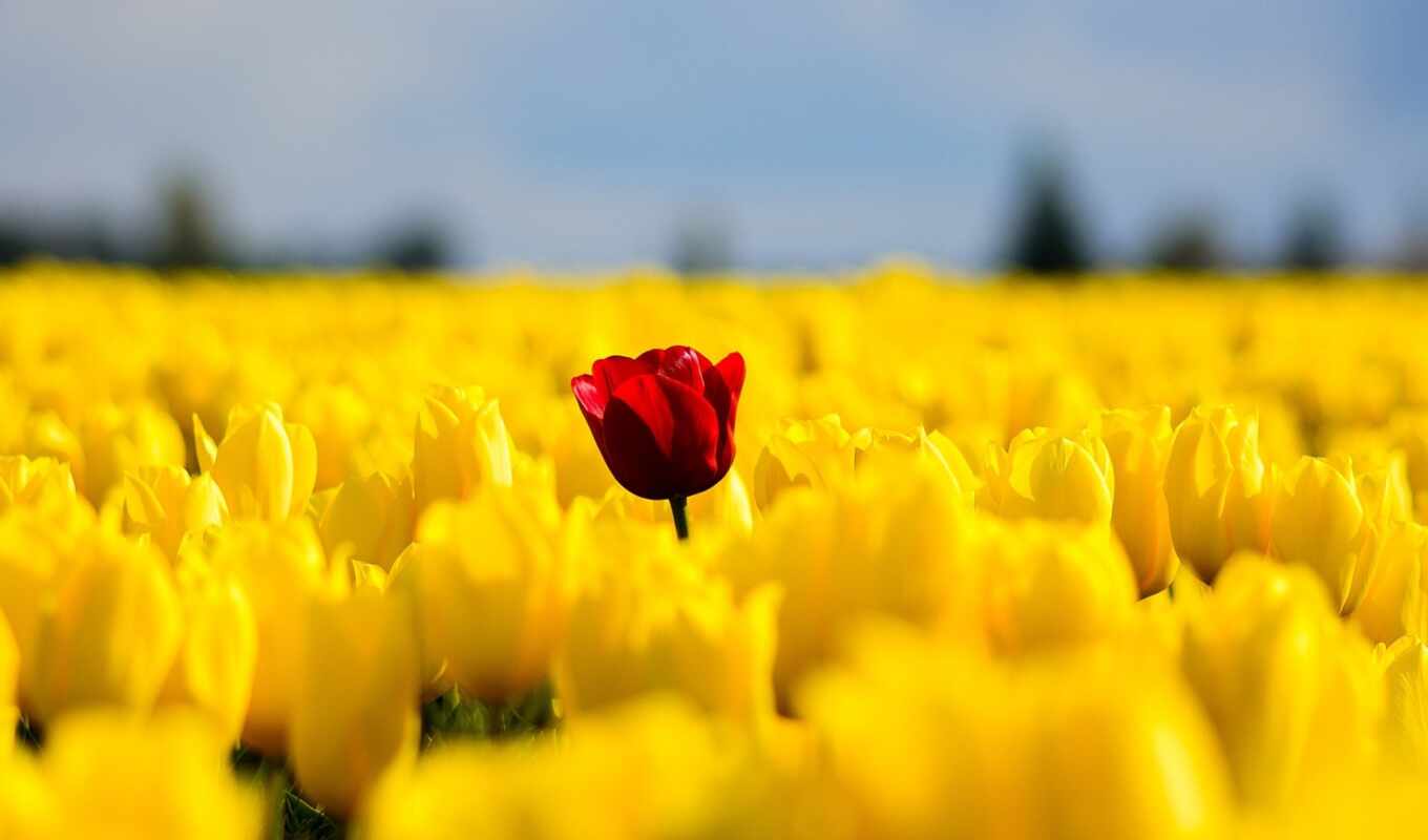 flowers, category, full, field, single, the original, spring, yellow, tulip