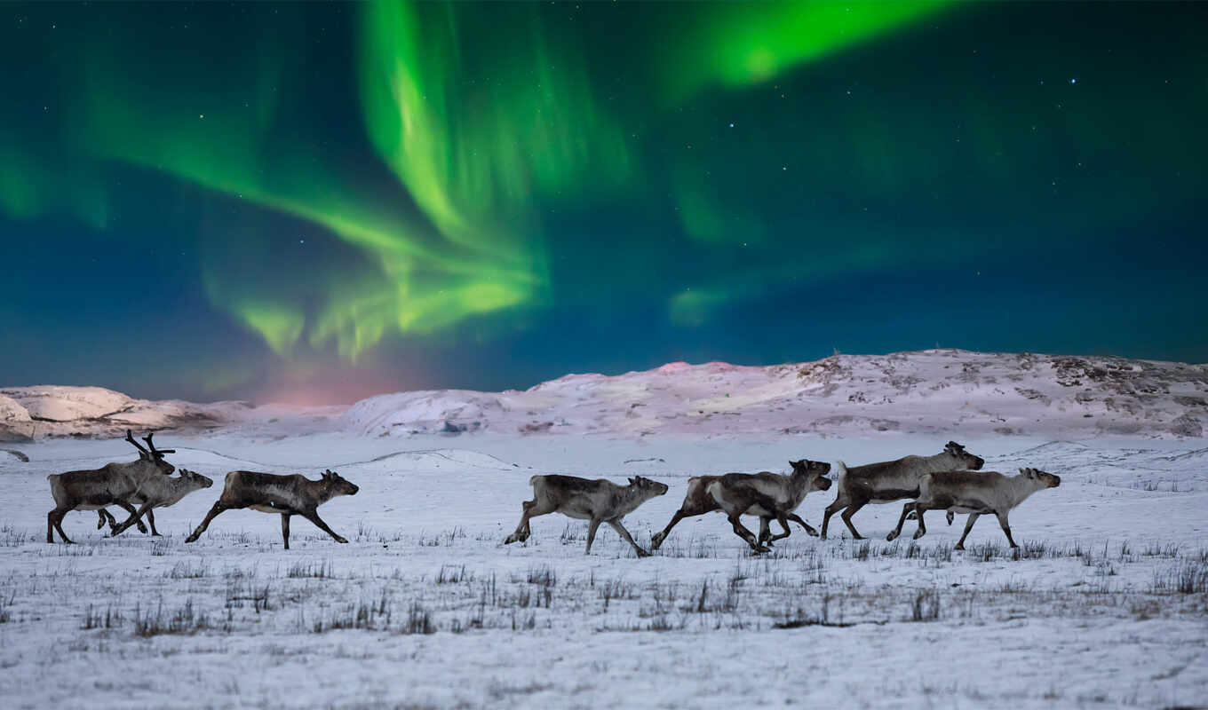 wild, doe, northern, norwegian, tundra, glow