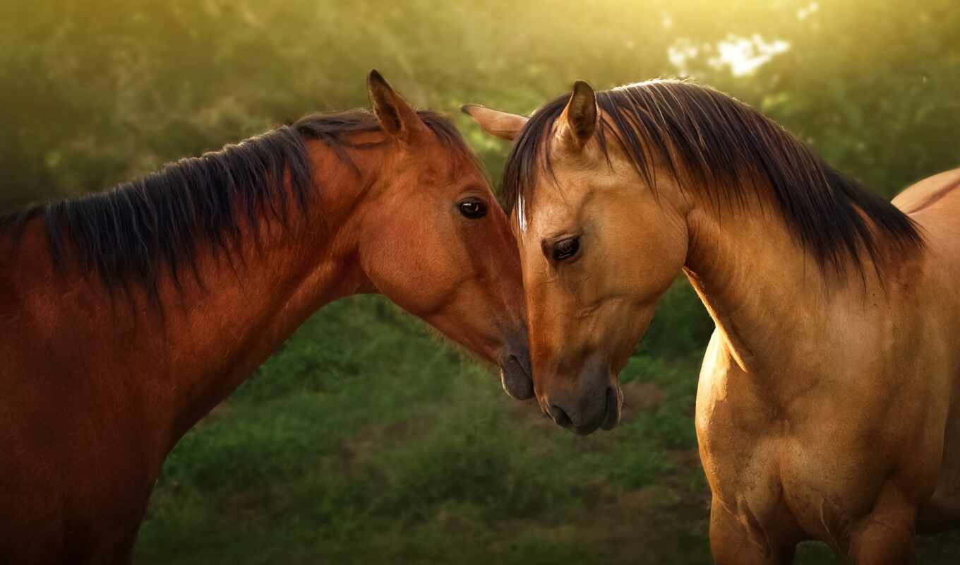 love, лошадь, animal
