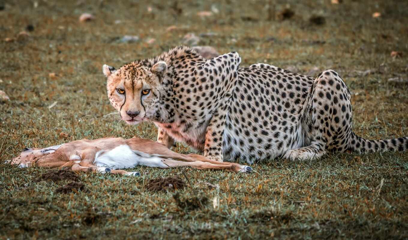 nature, animal, cheetah, Africa, hunt, impala