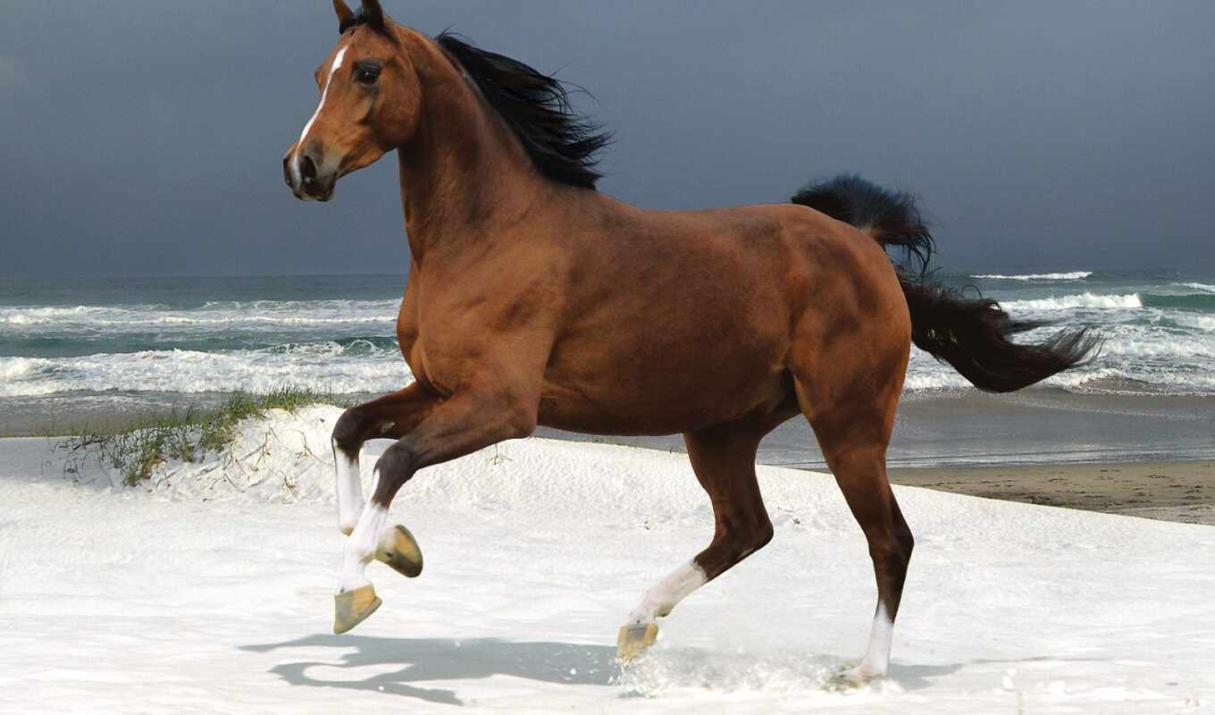 horse, horses, running, waves
