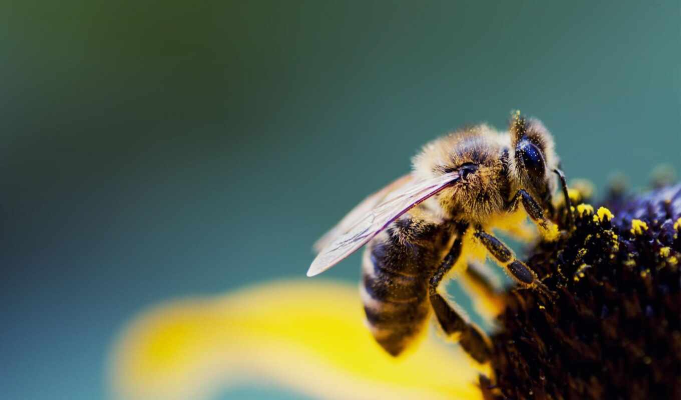 пчелка, full, насекомое