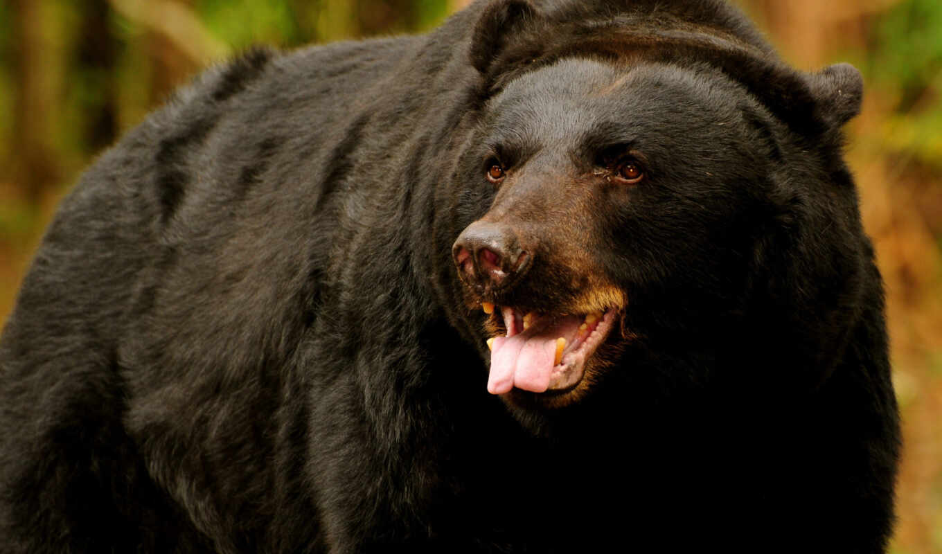 black, world, медведь, медведи, медведей, барибал, медведя, черных, медвежий