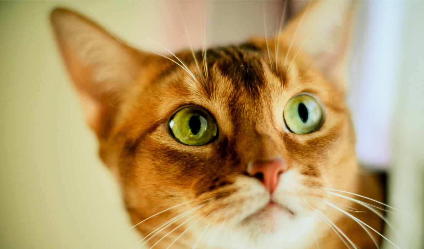 кот, рыжая, глазами, коты, ани, зелёными