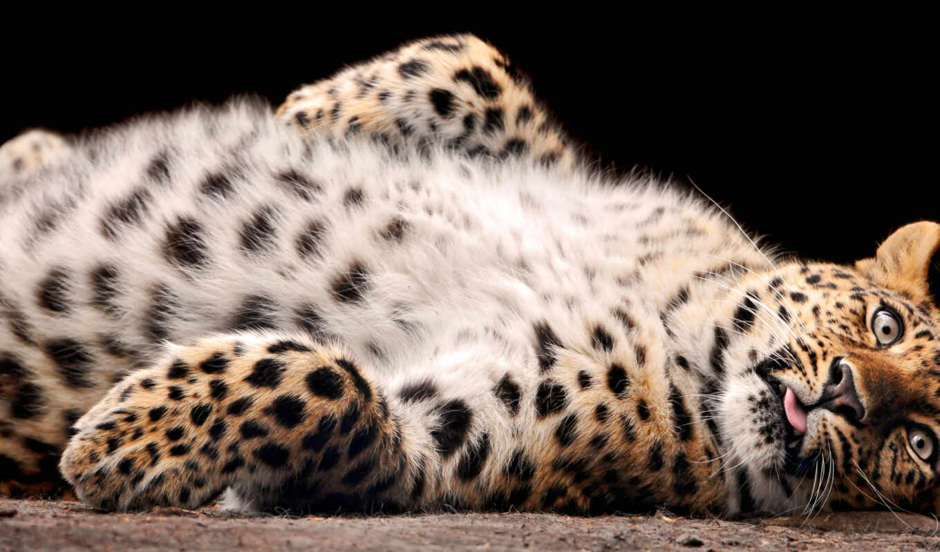 beautiful, lies, to find, leopard, leopards, different, fluffy, back, abdomen