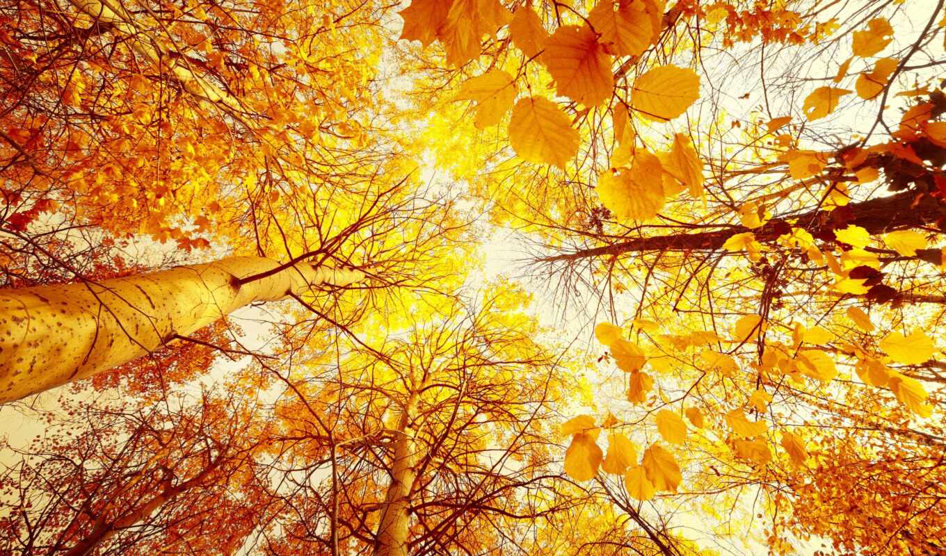 sun, лес, осень, листва, trees, yellow