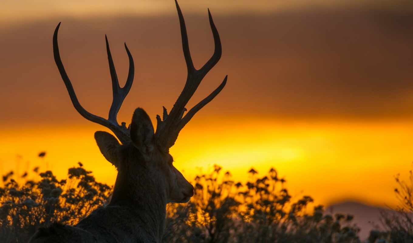 sunset, sunrise, animal, sunrise, horned, doe, moose