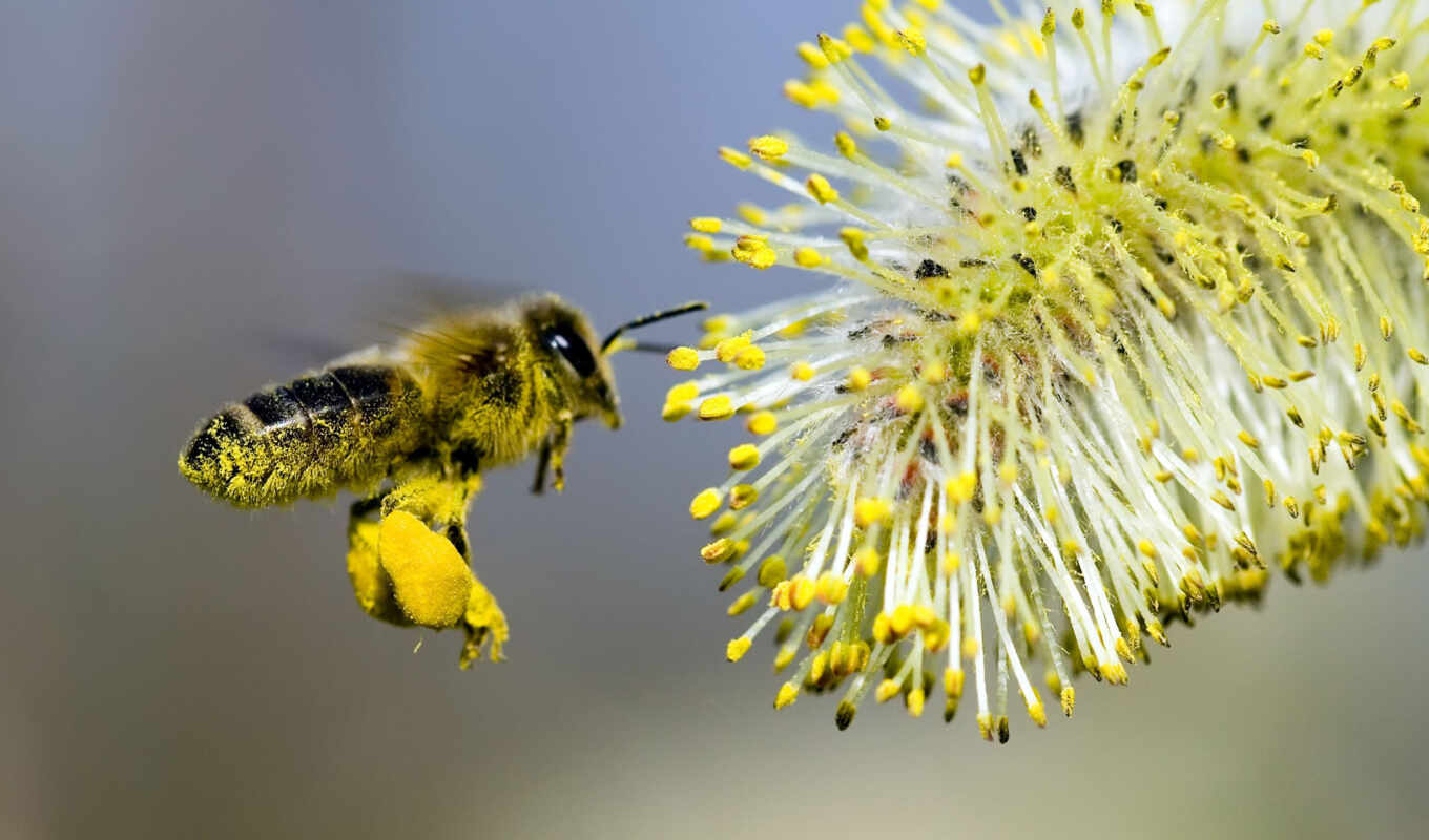 пчелка, one, который, день, пыльца, hive, pchelyi, pchelovod, agrarii