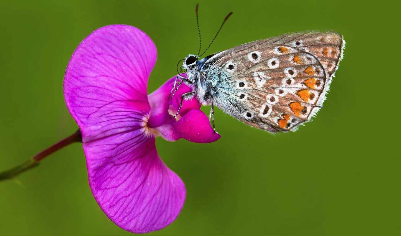 blue, butterfly, orchid