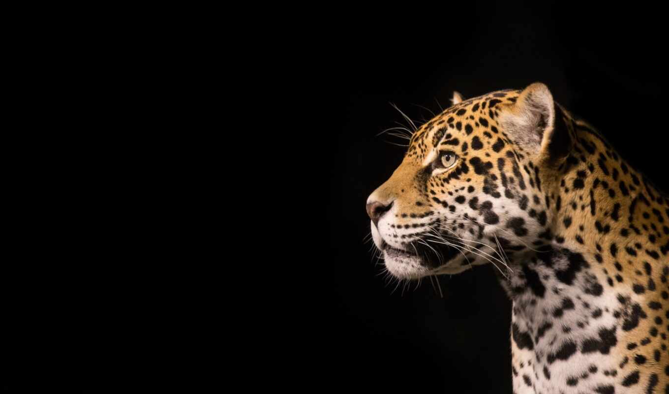 фото, black, глаза, кот, биг, животные, леопард, хищник, wild, animal, jaguar