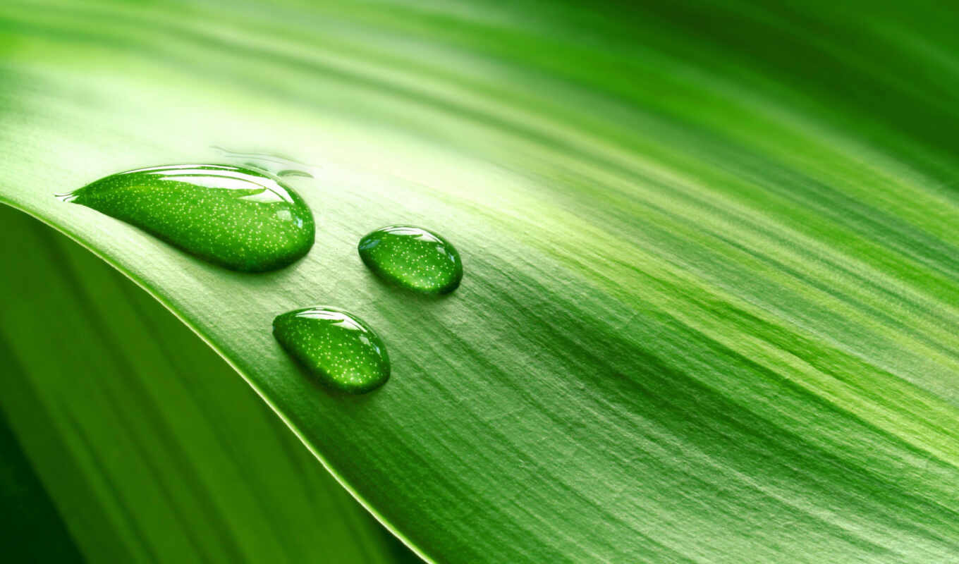 drop, зелёный, water, leaf