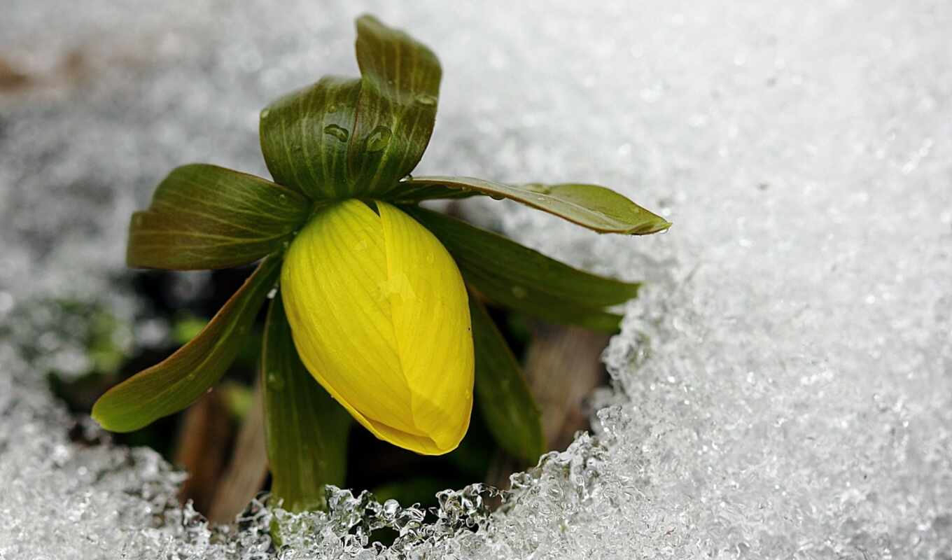 цветы, снег, марта, снегоступы