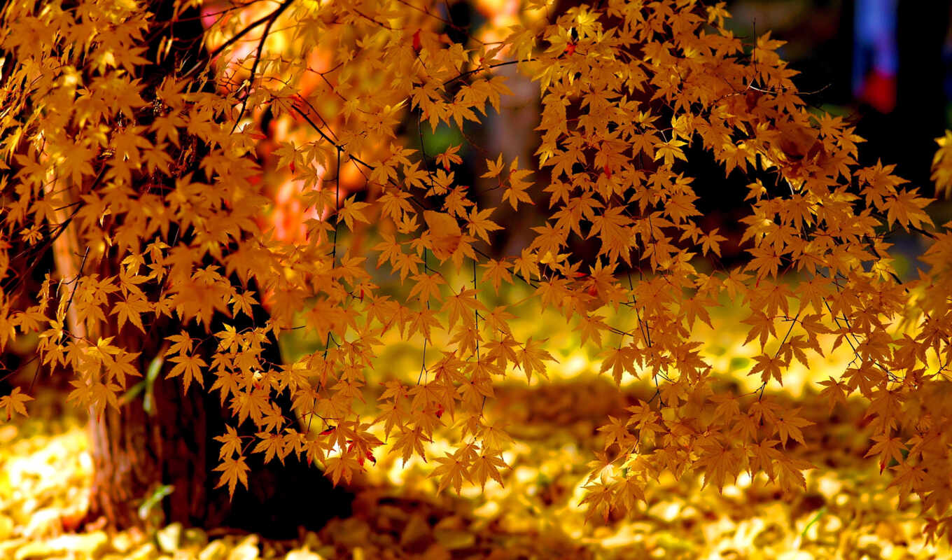 природа, свет, лес, осень, листва, trees, беспланые